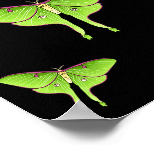 Luna Moth cartoon illustratie Poster (Hoek)