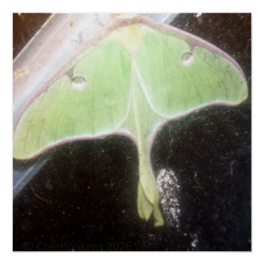 Luna Moth Close-Up Perfect Poster (Voorkant)