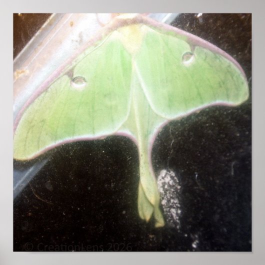 Luna Moth Close-Up Poster (Voorkant)