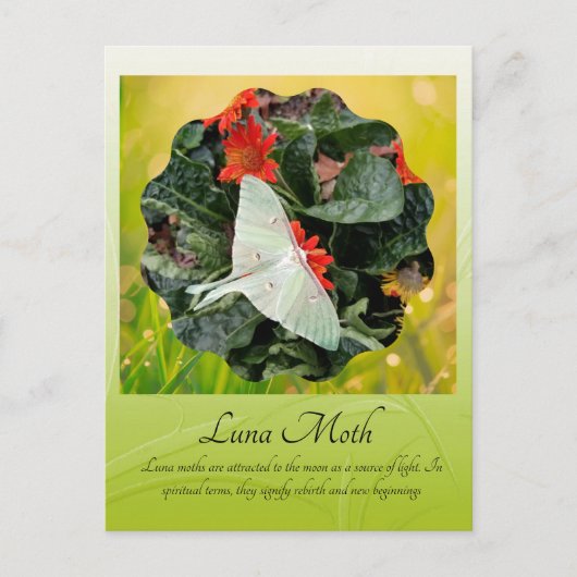 Luna Moth fascineren Briefkaart (Voorkant)