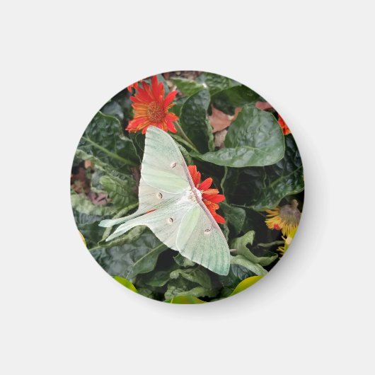 Luna Moth fascineren Magneet (Voorkant)