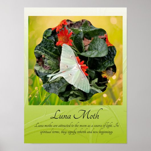 Luna Moth fascineren Poster (Voorkant)