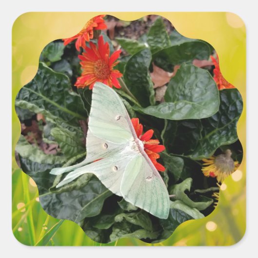 Luna Moth fascineren Vierkante Sticker (Voorkant)
