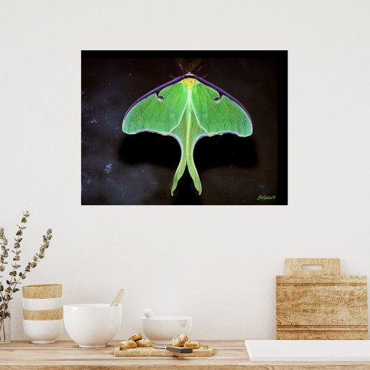 Luna Moth Foto Poster (Keuken)