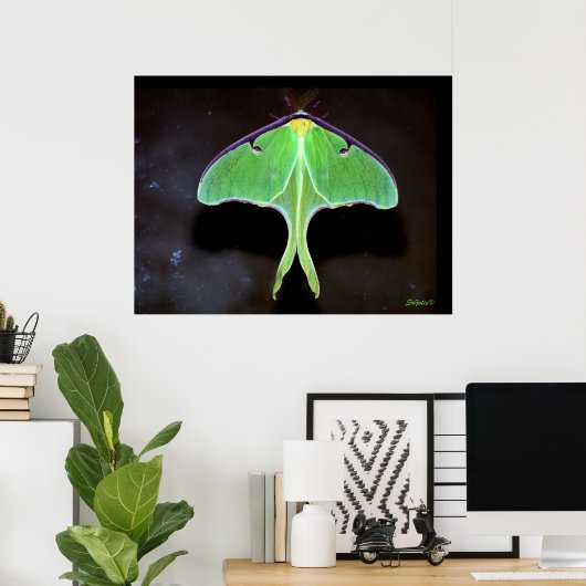 Luna Moth Foto Poster (Thuiskantoor)