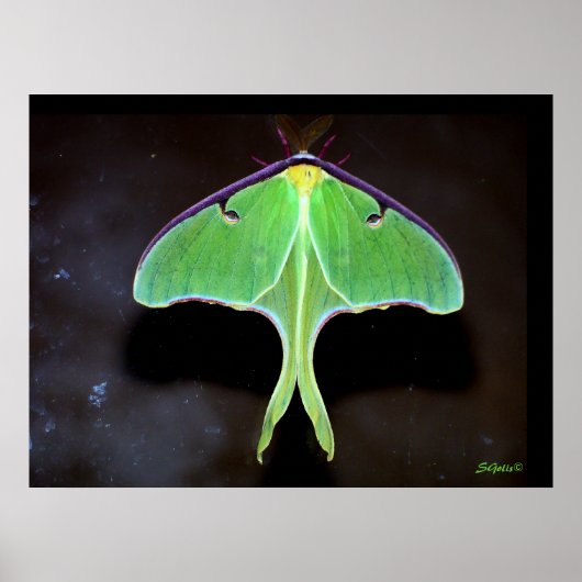 Luna Moth Foto Poster (Voorkant)