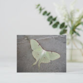 Luna moth grijs achtergrond-briefkaart briefkaart (Staand voorkant)