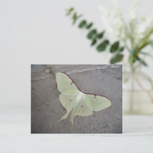 Luna moth grijs achtergrond-briefkaart briefkaart (Staand voorkant)