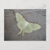 Luna moth grijs achtergrond-briefkaart briefkaart (Voorkant)