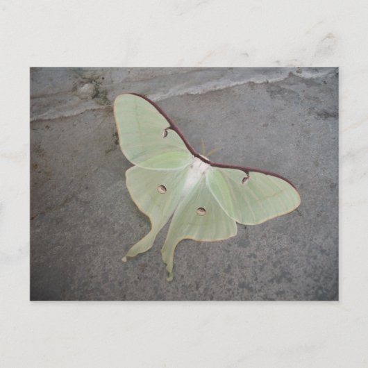 Luna moth grijs achtergrond-briefkaart briefkaart (Voorkant)