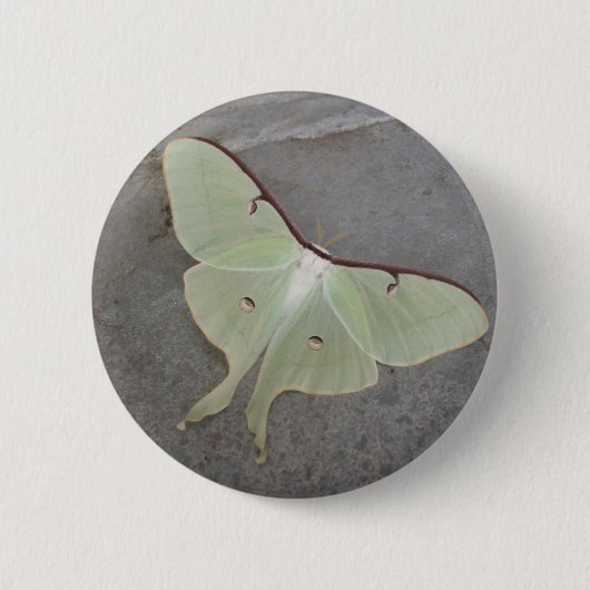 Luna moth-knop ronde button 5,7 cm (Voorkant)