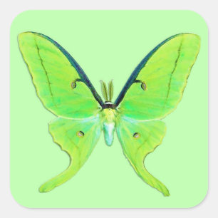 Luna Moth - Lime Green over een Bleke groene achte Vierkante Sticker
