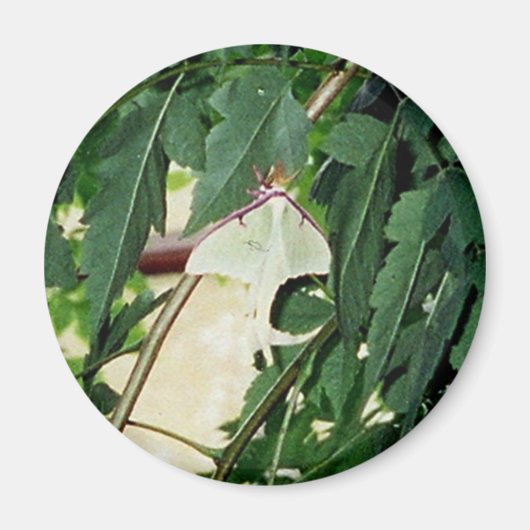 Luna Moth Magneet (Voorkant)