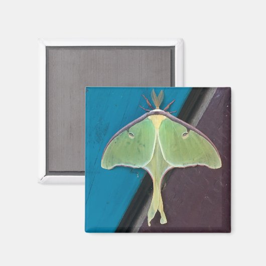 Luna Moth Magnet (Voorkant / Achterkant)