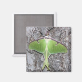 Luna Moth Magnet (Voorkant / Achterkant)