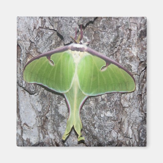 Luna Moth Magnet (Voorkant)
