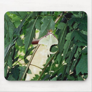 Luna Moth Muismat
