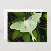 Luna Moth on Carnaby Clematis Briefkaart (Voorkant / Achterkant)
