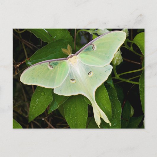 Luna Moth on Carnaby Clematis Briefkaart (Voorkant)