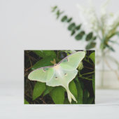Luna Moth on Carnaby Clematis Briefkaart (Staand voorkant)