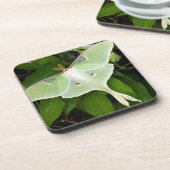 Luna Moth on Carnaby Clematis Drankjes Onderzetter (Linkerzijde)