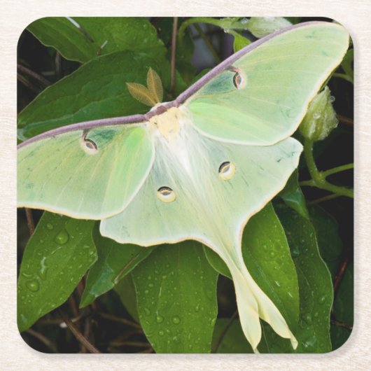 Luna Moth on Carnaby Clematis Kartonnen Onderzetters (Voorkant)
