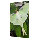 Luna Moth on Carnaby Clematis Klembord (Links)