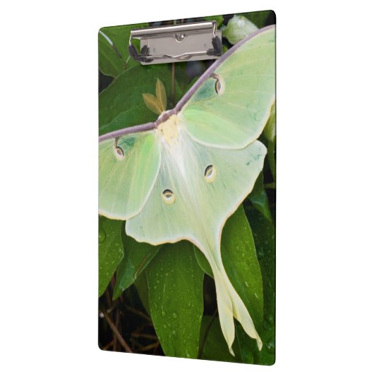 Luna Moth on Carnaby Clematis Klembord (Links)