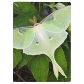Luna Moth on Carnaby Clematis Klembord (Achterkant)