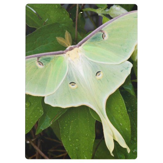 Luna Moth on Carnaby Clematis Klembord (Achterkant)