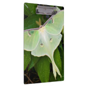 Luna Moth on Carnaby Clematis Klembord (Rechts)