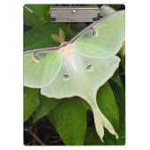 Luna Moth on Carnaby Clematis Klembord (Voorkant)