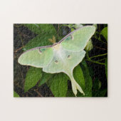 Luna Moth on Carnaby Clematis Legpuzzel (Horizontaal)