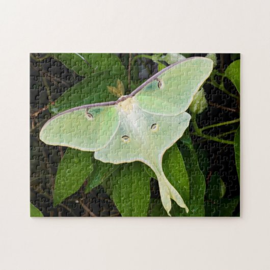Luna Moth on Carnaby Clematis Legpuzzel (Horizontaal)