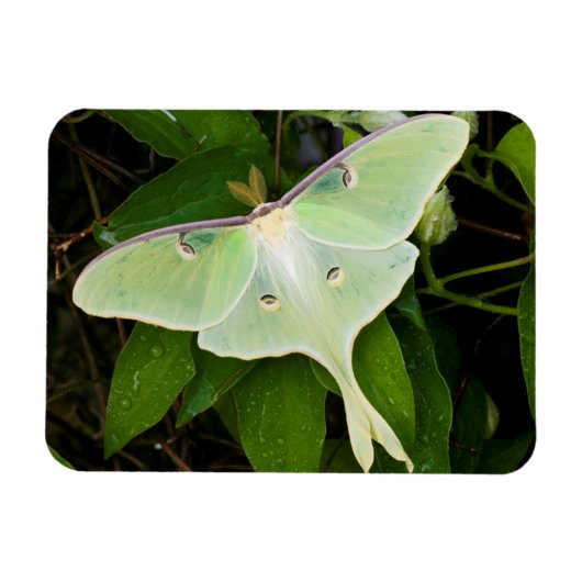 Luna Moth on Carnaby Clematis Magneet (Horizontaal)