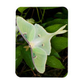 Luna Moth on Carnaby Clematis Magneet (Verticaal)
