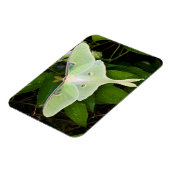 Luna Moth on Carnaby Clematis Magneet (Linkerzijde)