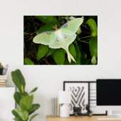 Luna Moth on Carnaby Clematis Poster (Thuiskantoor)