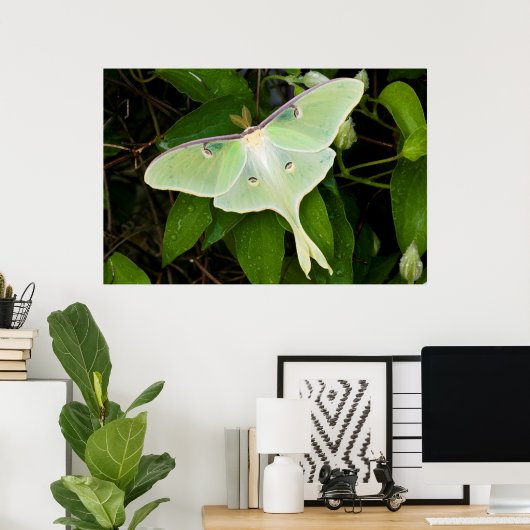 Luna Moth on Carnaby Clematis Poster (Thuiskantoor)
