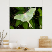 Luna Moth on Carnaby Clematis Poster (Keuken)