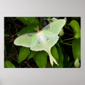 Luna Moth on Carnaby Clematis Poster (Voorkant)