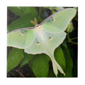 Luna Moth on Carnaby Clematis Tegeltje (Voorkant)