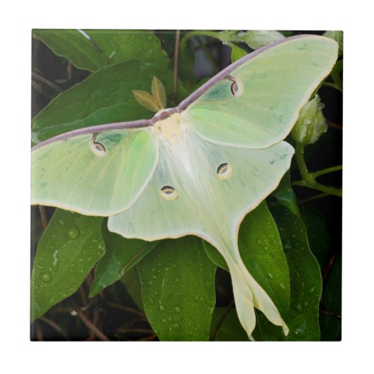 Luna Moth on Carnaby Clematis Tegeltje (Voorkant)