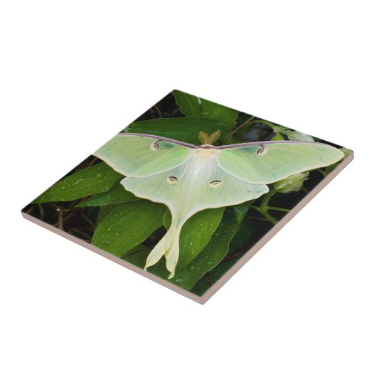 Luna Moth on Carnaby Clematis Tegeltje (Zijkant)