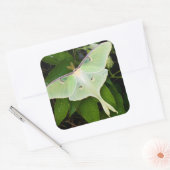 Luna Moth on Carnaby Clematis Vierkante Sticker (Envelop)