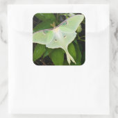 Luna Moth on Carnaby Clematis Vierkante Sticker (Tas)