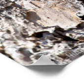 Luna Moth on Short Leaf Pine Bark Poster (Hoek)