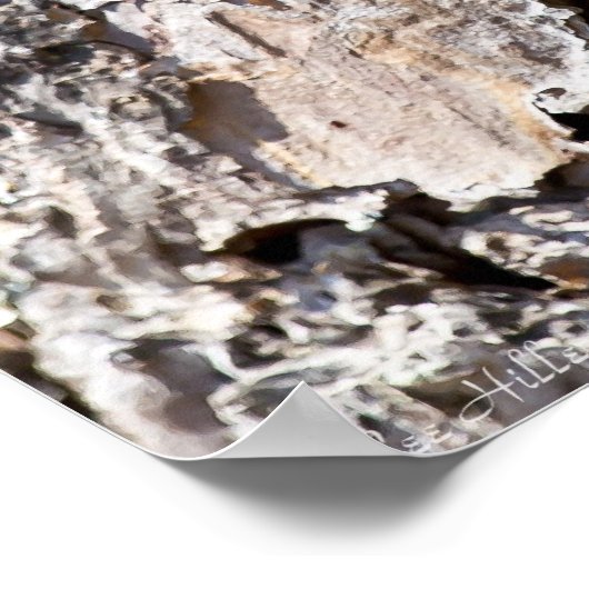 Luna Moth on Short Leaf Pine Bark Poster (Hoek)