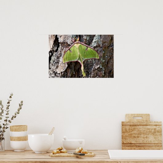 Luna Moth on Short Leaf Pine Bark Poster (Keuken)