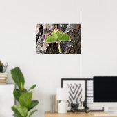 Luna Moth on Short Leaf Pine Bark Poster (Thuiskantoor)